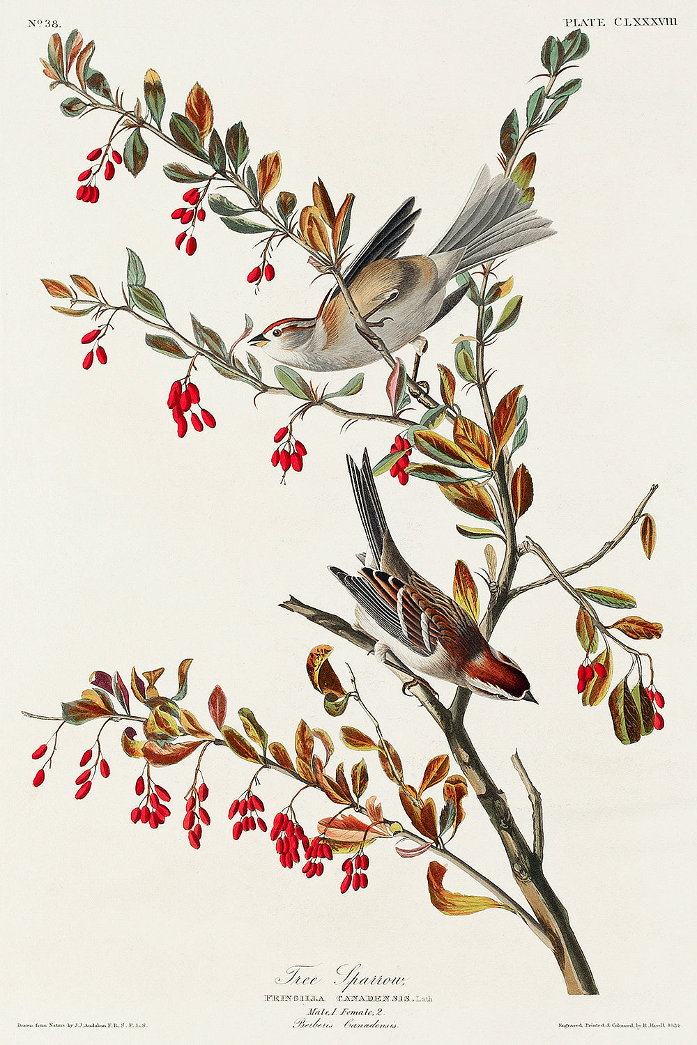 A framed print depicting a bird perched on a branch with red berries, representing the artwork 'Tree Sparrow' by John J. Audubon.
