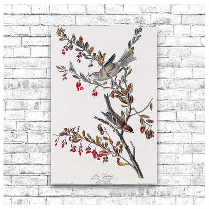 Tree Sparrow by John J. Audubon