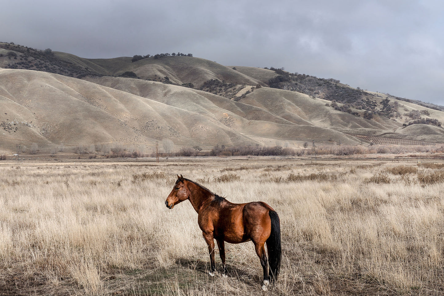 Lone Horse