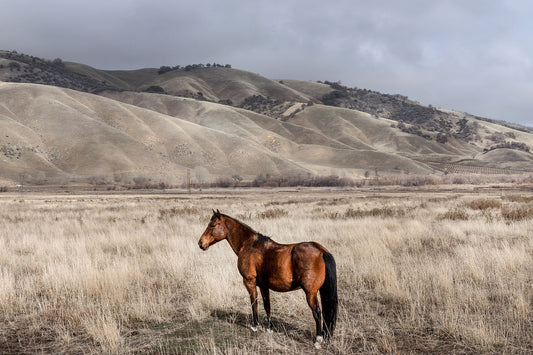 Lone Horse