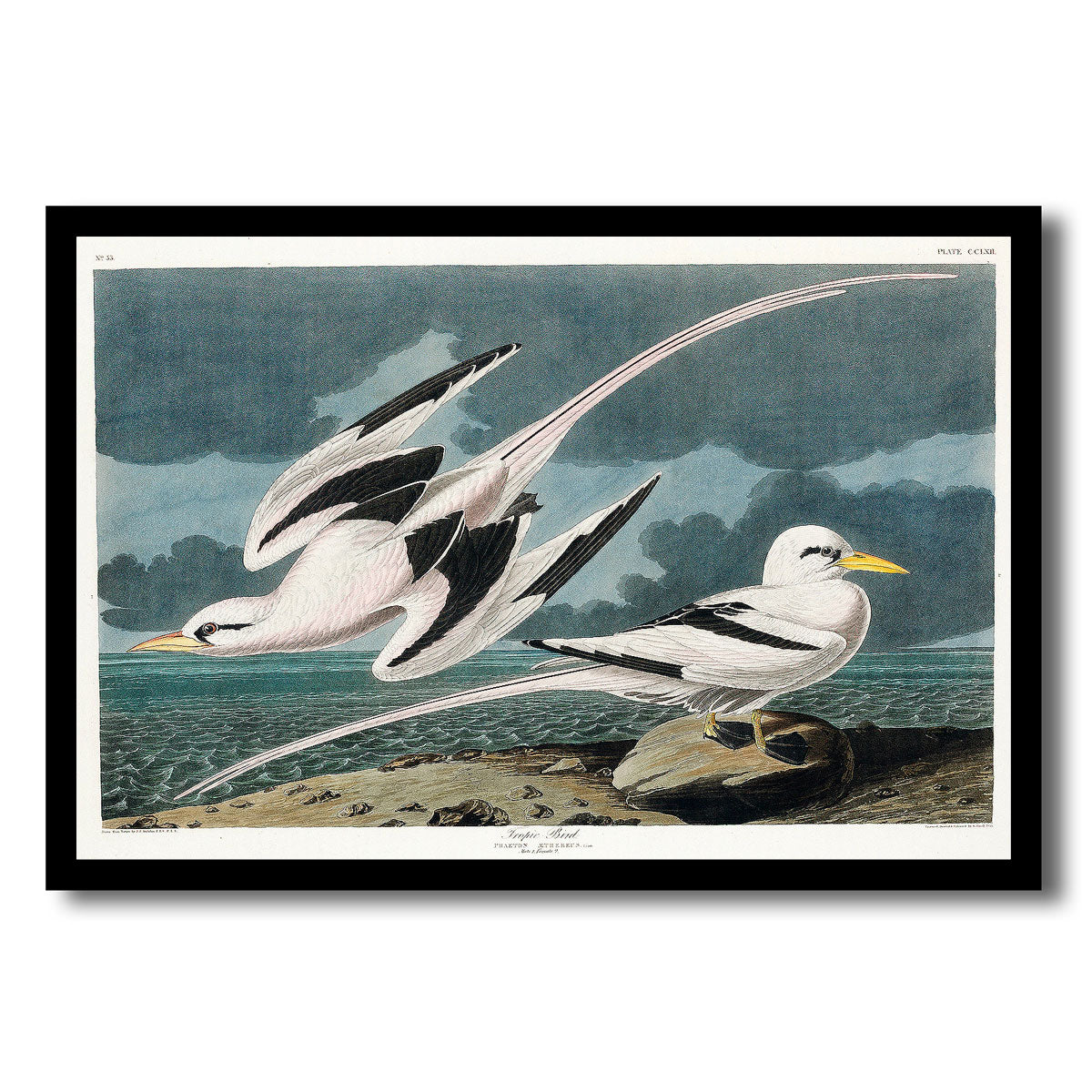 Tropic Bird by John J. Audubon