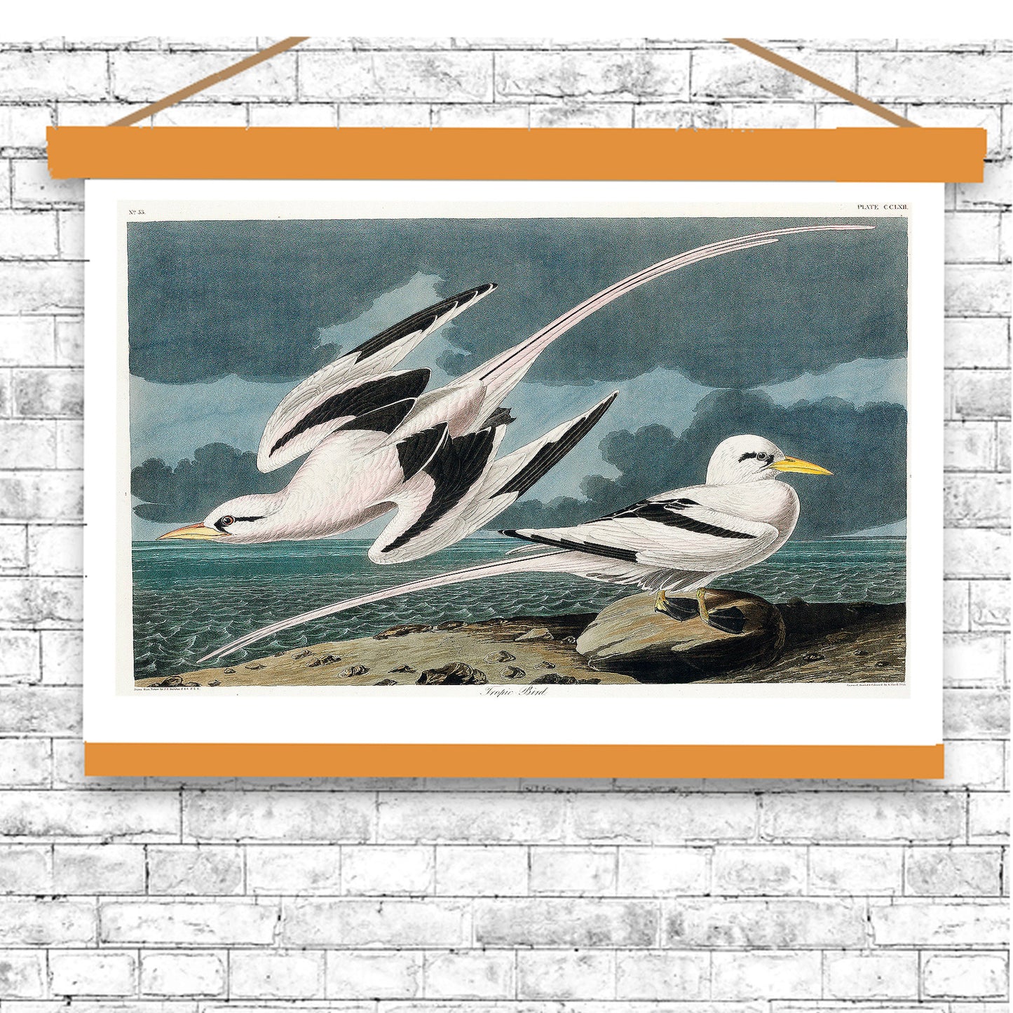 Tropic Bird by John J. Audubon
