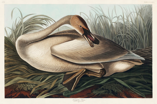 Trumpeter Swan from Birds of America (1827) by John James Audubon