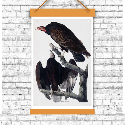 Turkey Buzzard by John J. Audubon