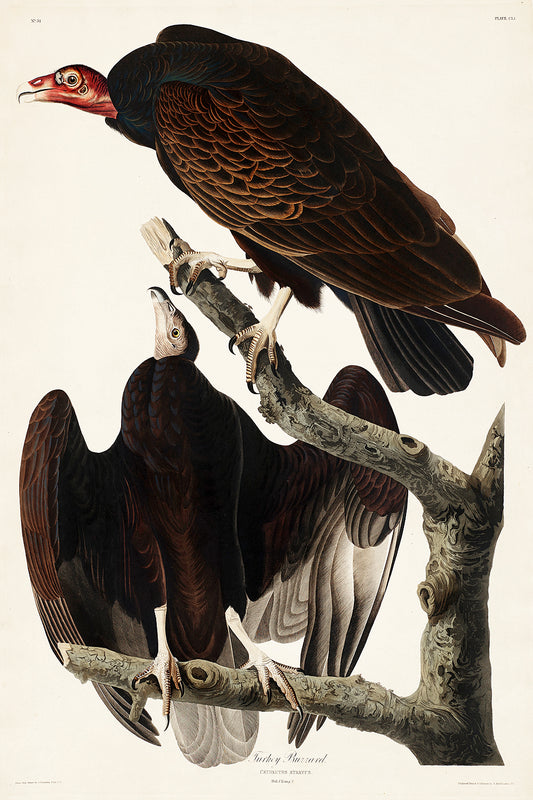 A framed print featuring two buzzards perched on a branch, with a red-billed buzzard in flight above them. The image is bordered by a dark frame, and the style is realistic with detailed feather textures and natural coloring.