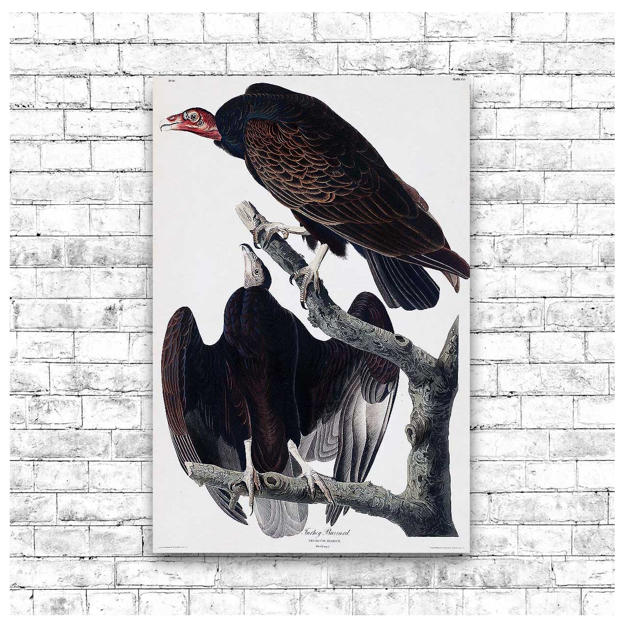 Turkey Buzzard by John J. Audubon