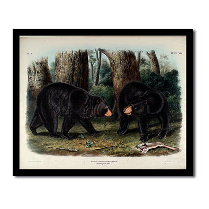 American Black Bear by John J. Audubon