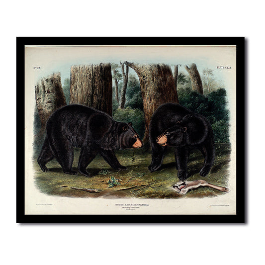 American Black Bear by John J. Audubon