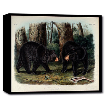 American Black Bear by John J. Audubon