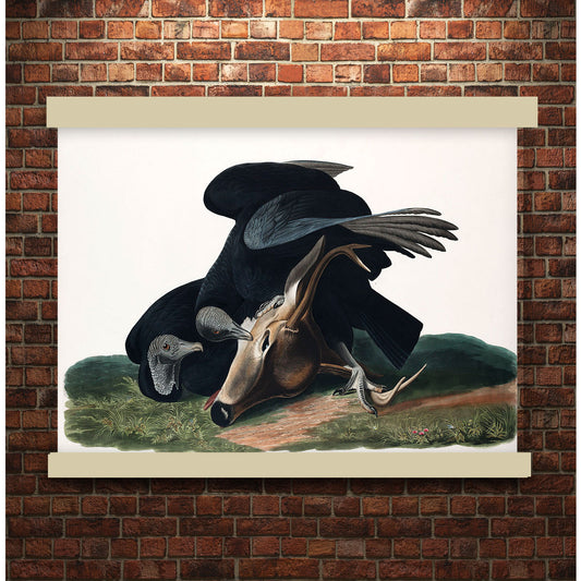 Black Vulture, or Carrion Crow by John James Audubon | Hanging Canvas Art | Choice of Board Colors