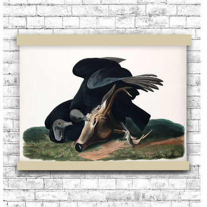 Black Vulture, or Carrion Crow by John James Audubon | Hanging Canvas Art | Choice of Board Colors
