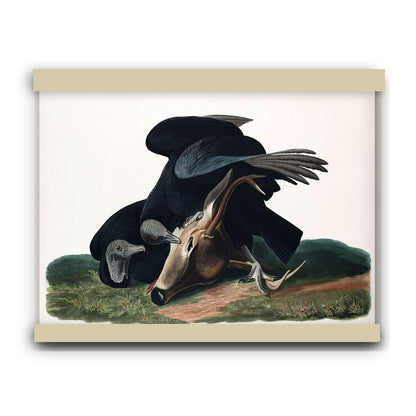 Black Vulture, or Carrion Crow by John James Audubon | Hanging Canvas Art | Choice of Board Colors