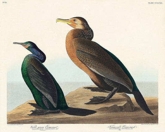 Violet-green Cormorant and Townsend's Cormorant by John James Audubon
