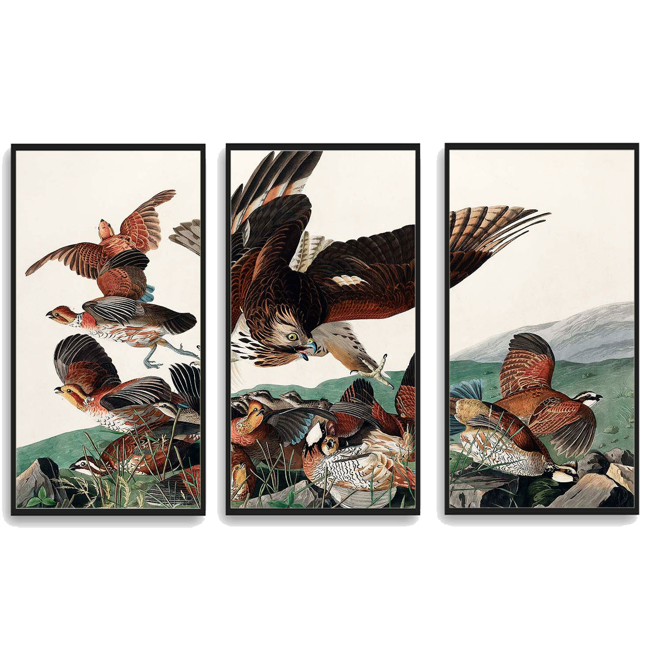 Virginian Partridge by John J. Audubon  | Choose Style | Size & Trim Color