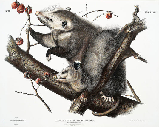 Virginian Opossum (Didelphis Virginiana) by John James Audubon