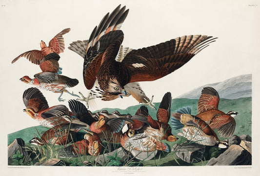 Virginian Partridge from Birds of America (1827) by John James Audubon