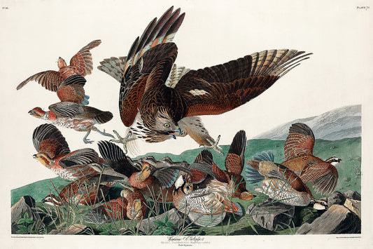 A framed print featuring 'Virginian Partridge' by John J. Audubon, depicting multiple partridges in various states of flight against a mountainous backdrop.