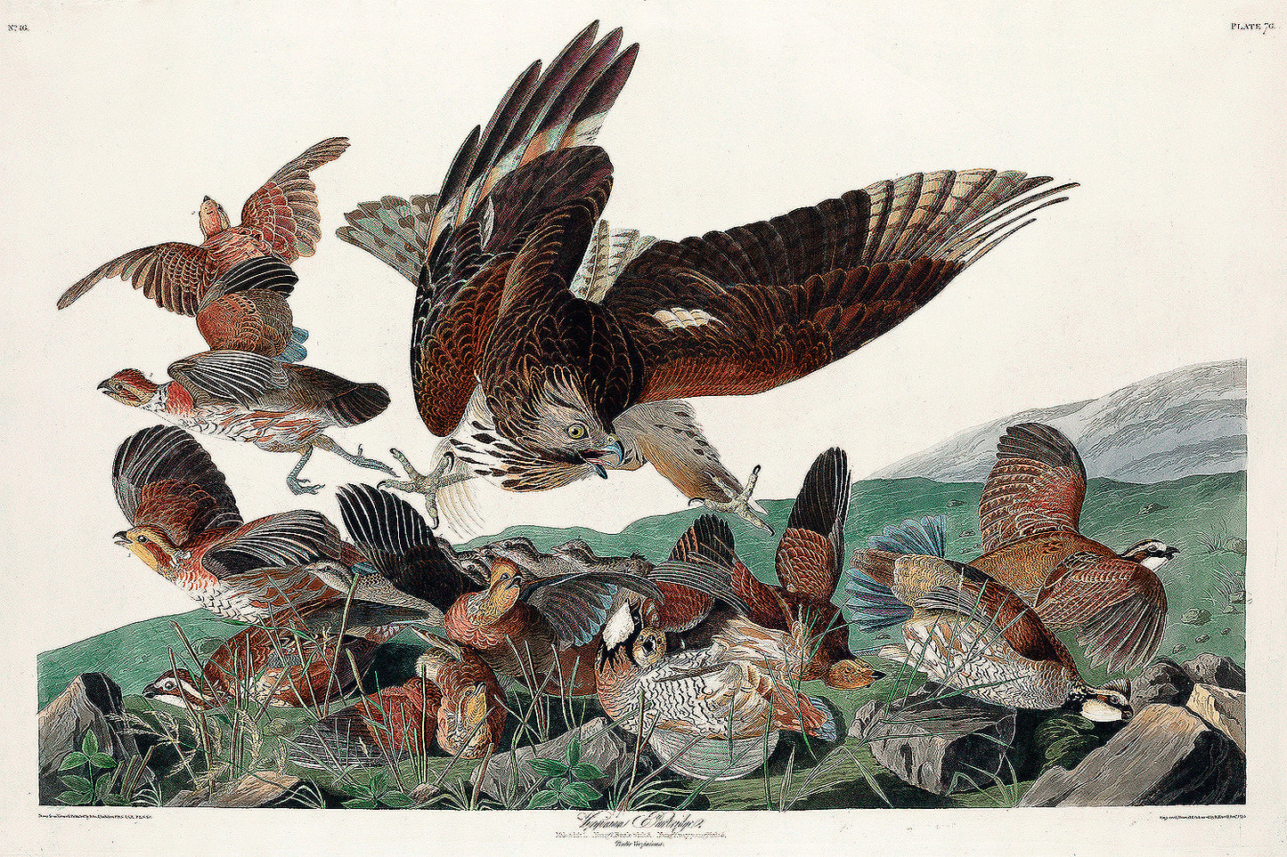 Virginian Partridge by John J. Audubon