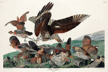 Virginian Partridge by John J. Audubon