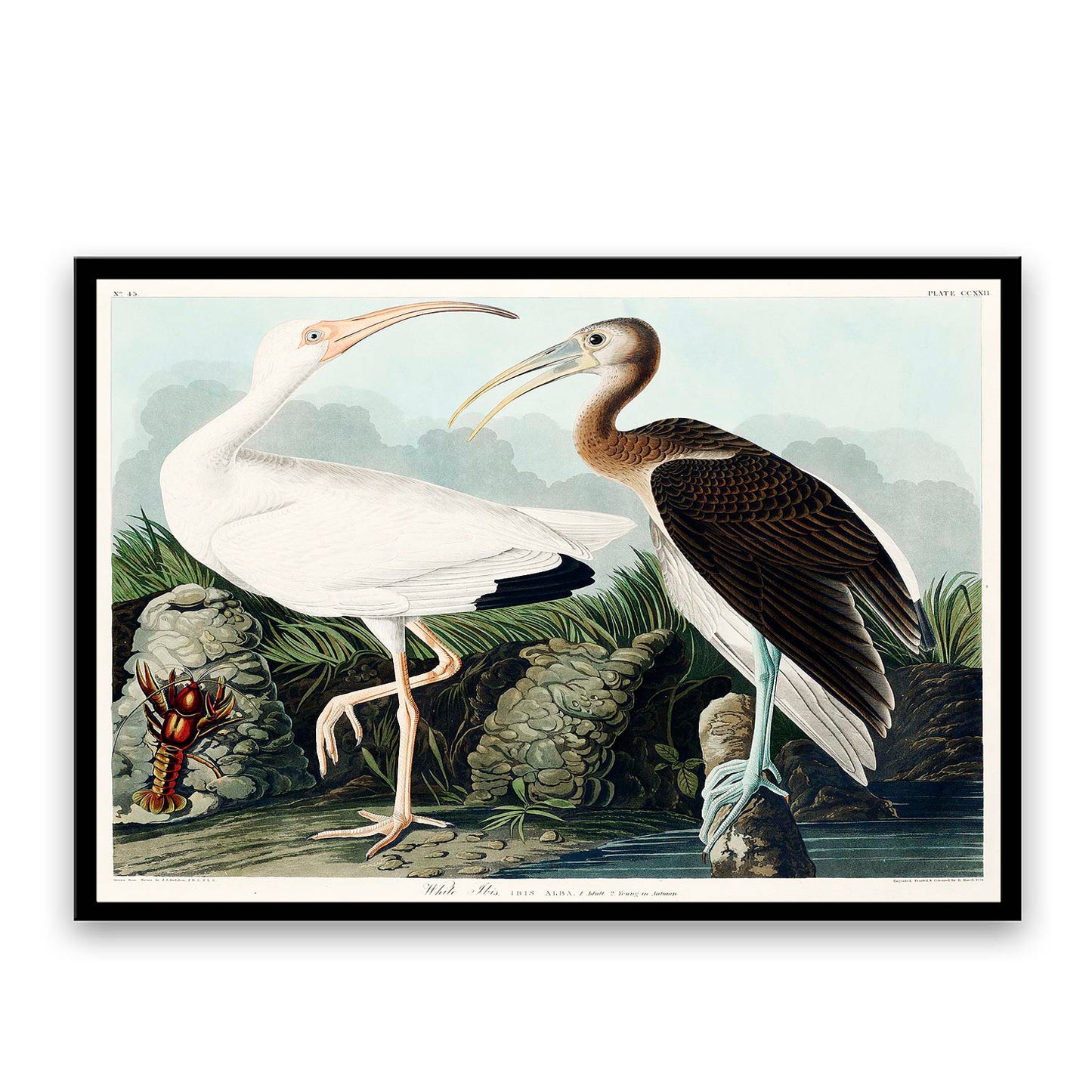 White Ibis from Birds by John J. Audubon  | Choose Style | Size & Trim Color