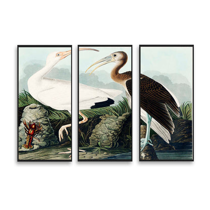 White Ibis from Birds by John J. Audubon  | Choose Style | Size & Trim Color