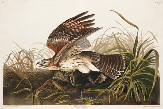 Winter Hawk from Birds of America (1827) by John James Audubon