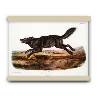 Black American Wolf (Canis lupus) by John James Audubon | Hanging Canvas Art | Choice of Board Colors