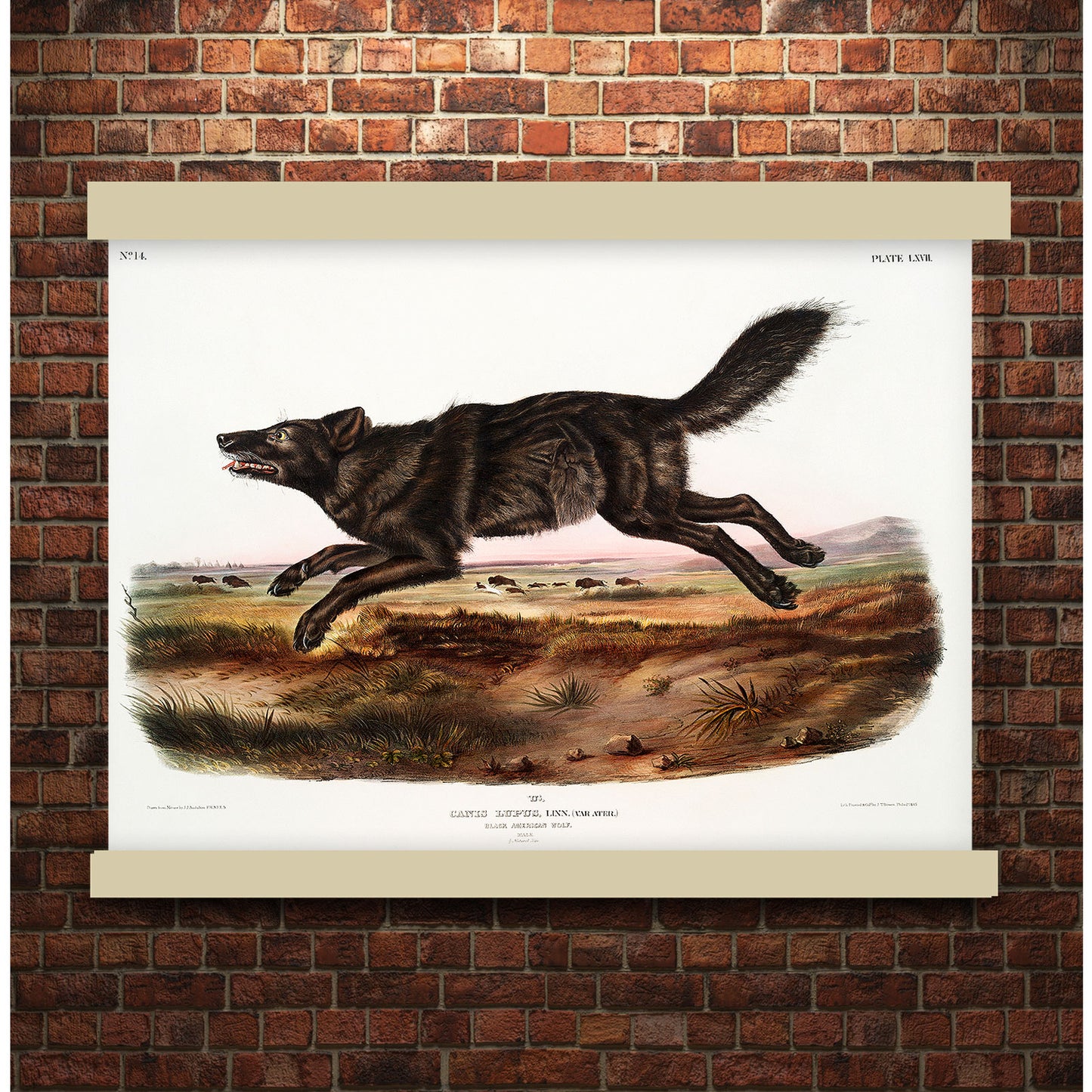 Black American Wolf (Canis lupus) by John James Audubon | Hanging Canvas Art | Choice of Board Colors