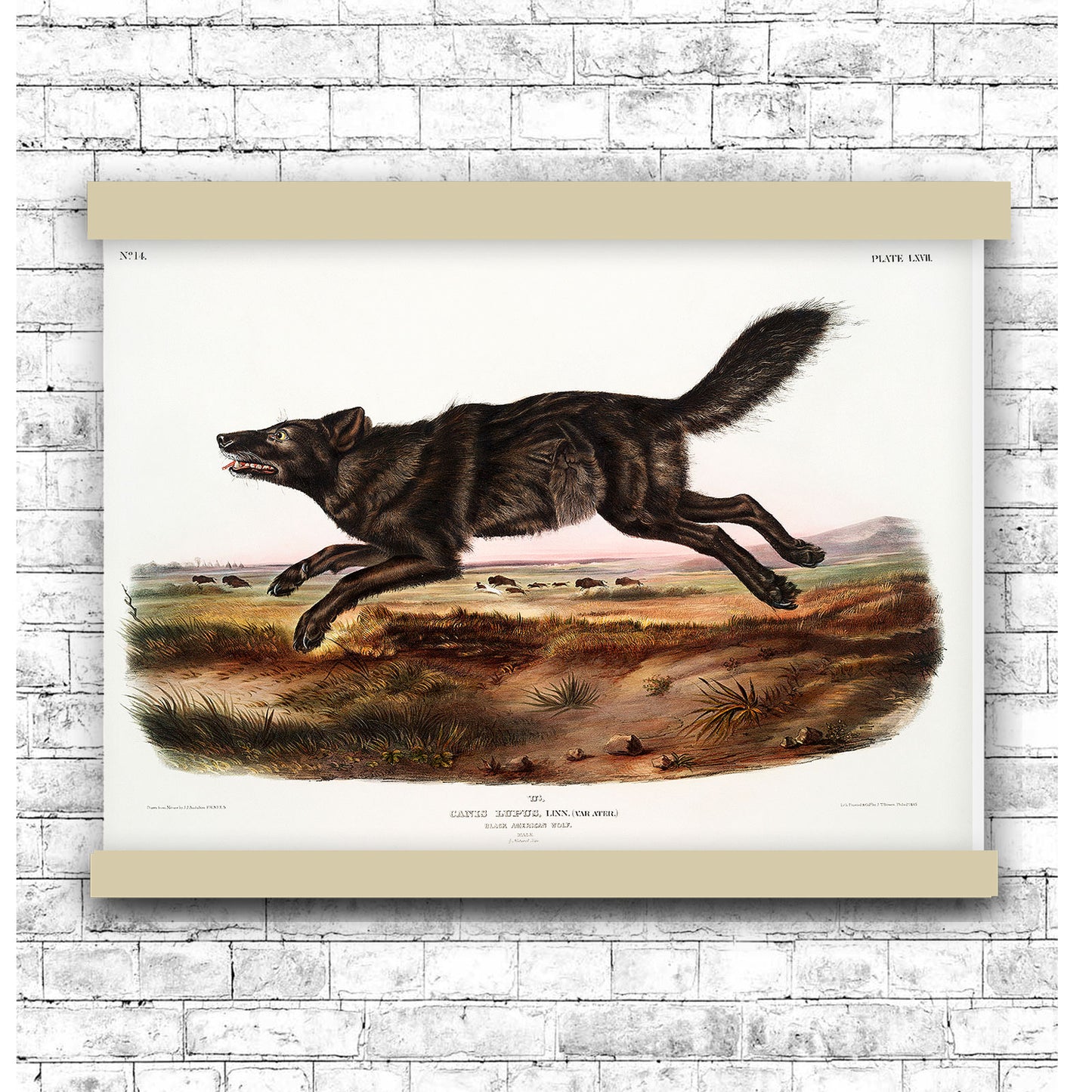 Black American Wolf (Canis lupus) by John James Audubon | Hanging Canvas Art | Choice of Board Colors