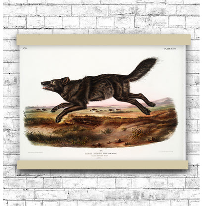 Black American Wolf (Canis lupus) by John James Audubon | Hanging Canvas Art | Choice of Board Colors