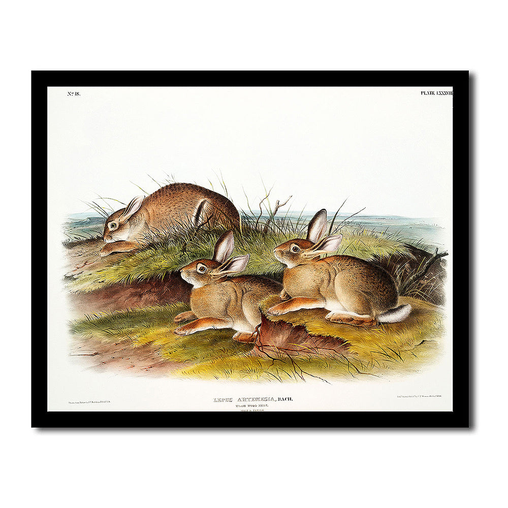 Warm Wood Hare by John J. Audubon
