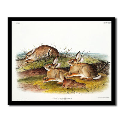 White Weasel, Stoat by John J. Audubon