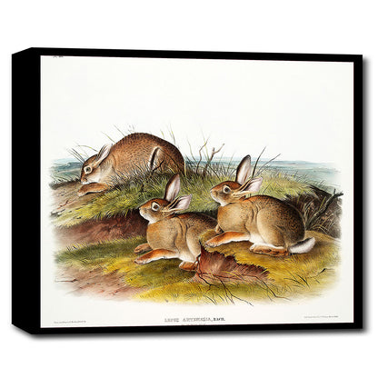 A framed print depicting three rabbits in a natural outdoor setting, with a black border around the image.