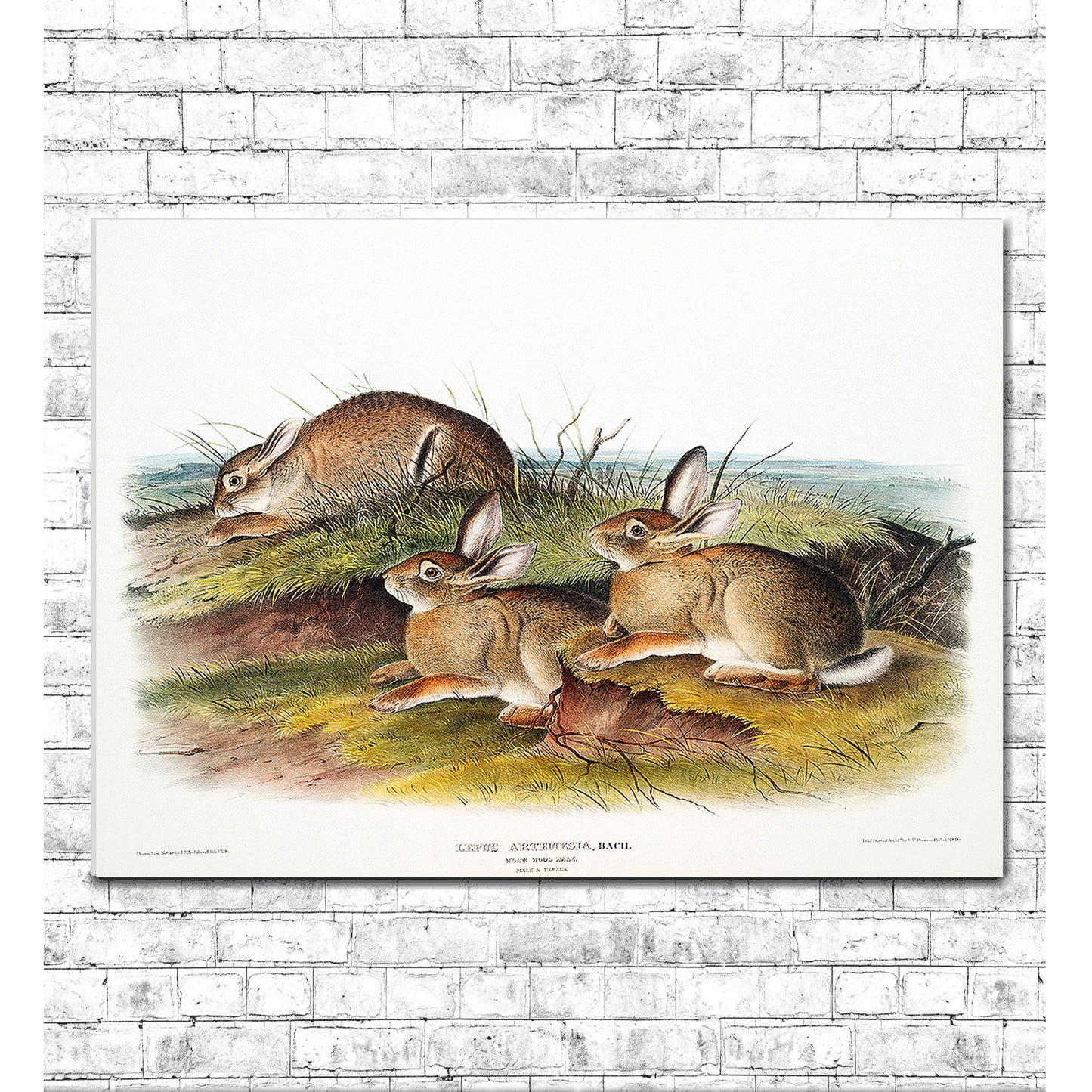 Warm Wood Hare by John J. Audubon