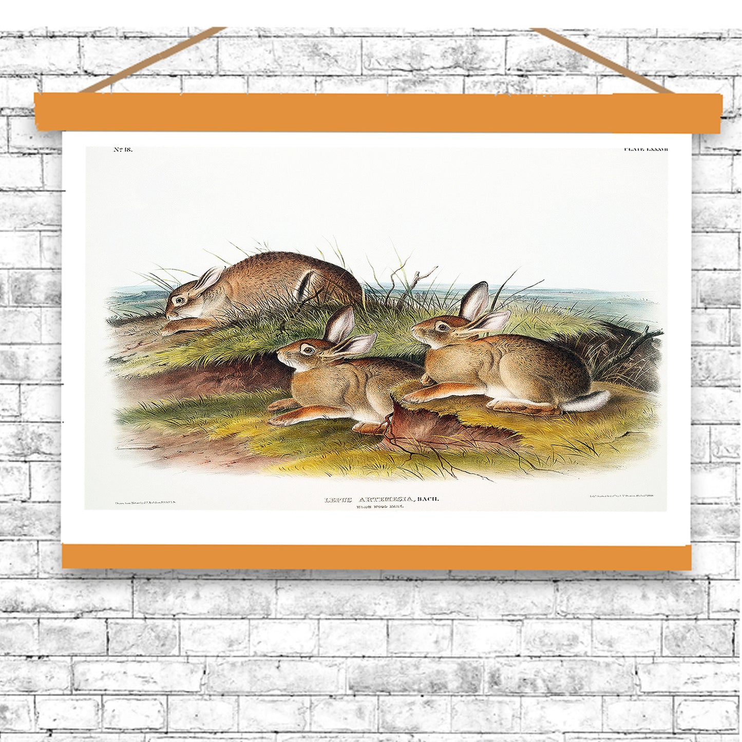 Warm Wood Hare by John J. Audubon