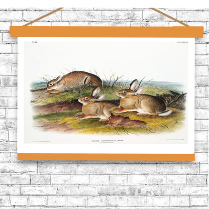 Warm Wood Hare by John J. Audubon