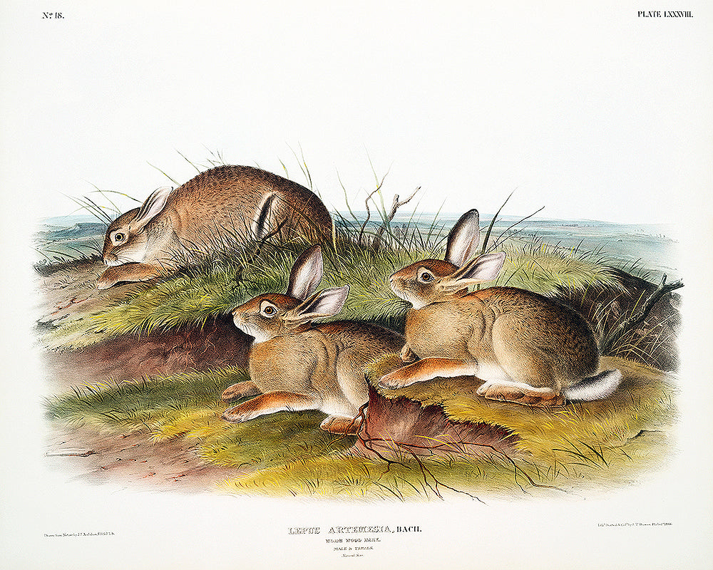 Warm Wood Hare by John J. Audubon