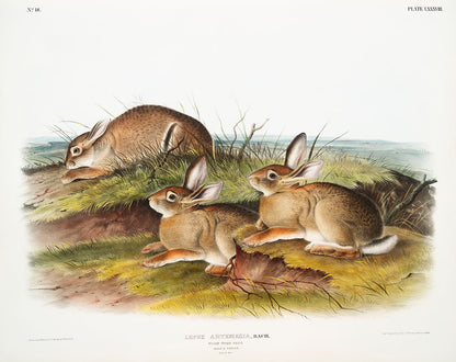 A color illustration of three rabbits in a natural landscape setting.