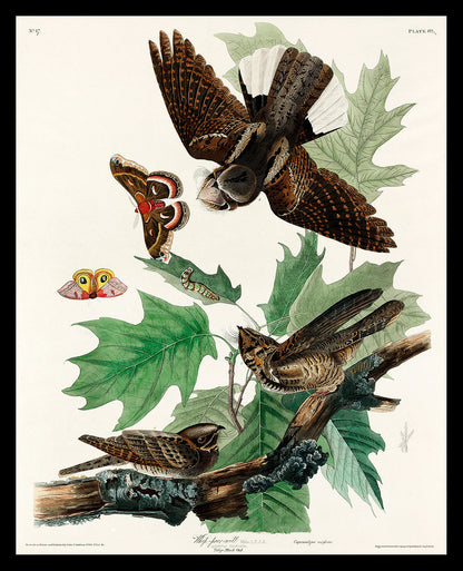 White-breasted Black-capped Nuthatch by John J. Audubon