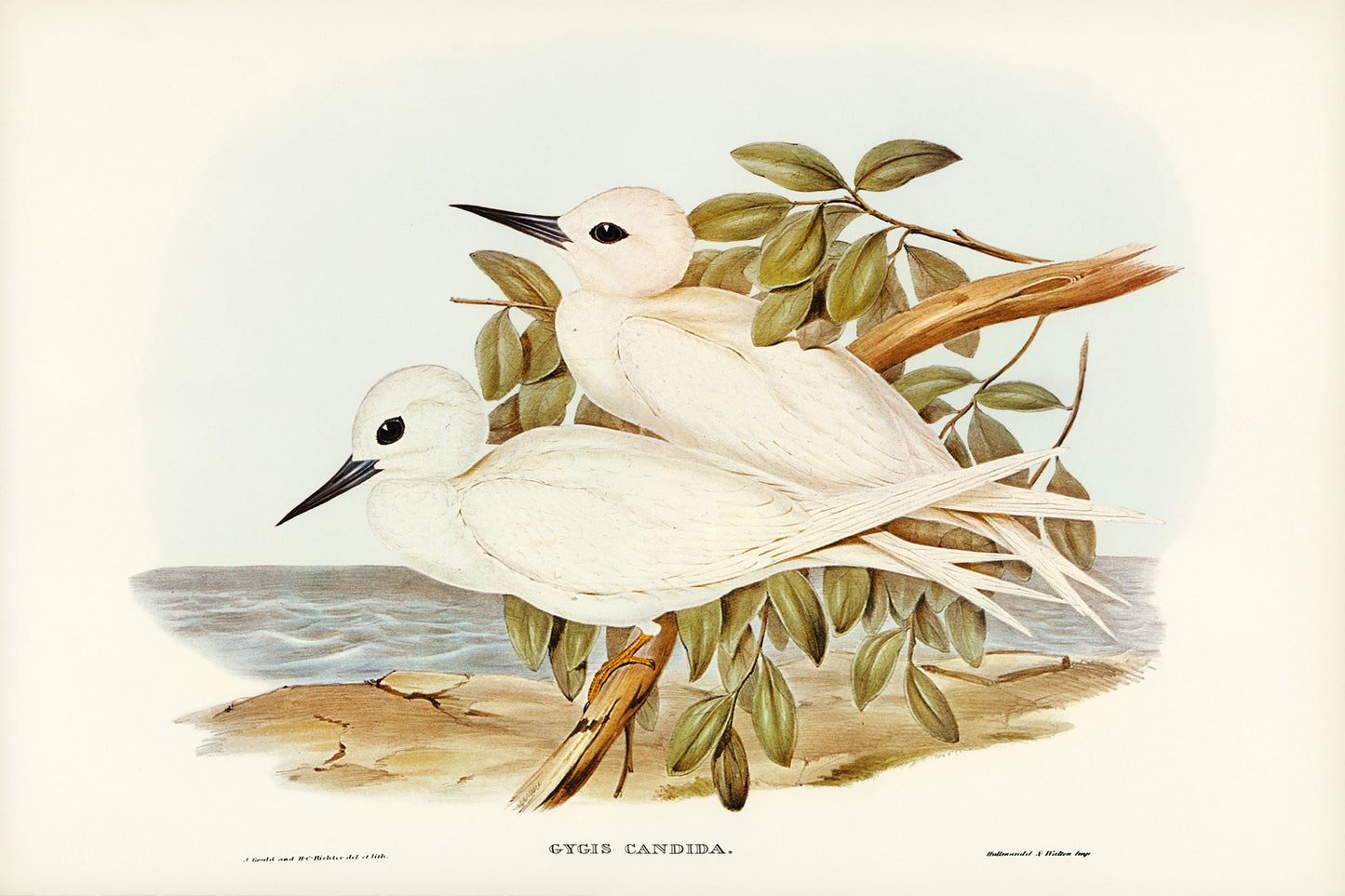 White Tern by Elizabeth Gould (1804-1841)