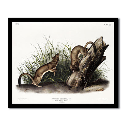 White Weasel, Stoat by John J. Audubon