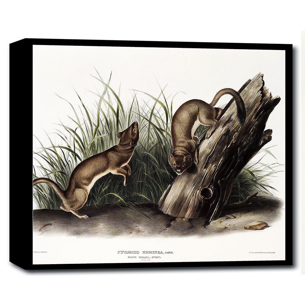 White Weasel, Stoat by John J. Audubon