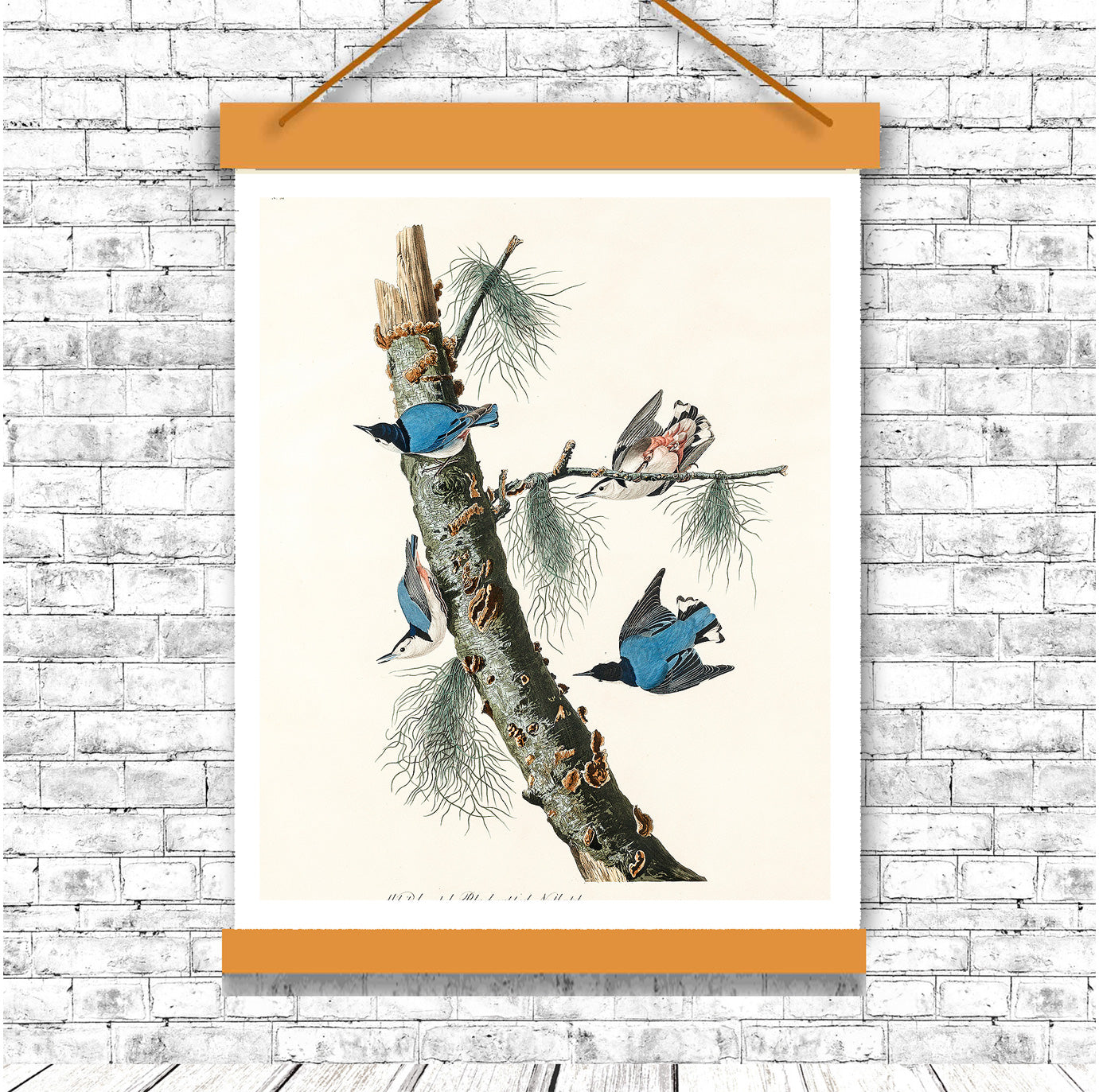White-breasted Black-capped Nuthatch by John J. Audubon