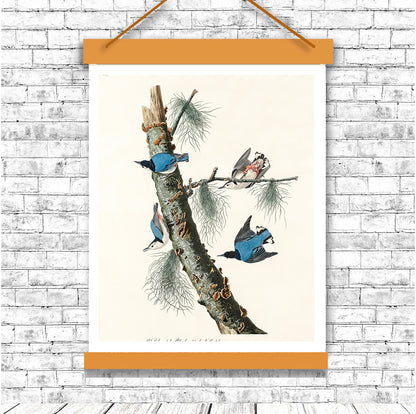 White-breasted Black-capped Nuthatch by John J. Audubon