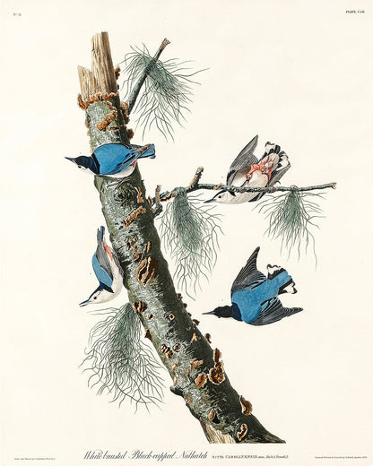 White-crowned Pigeon by John J. Audubon