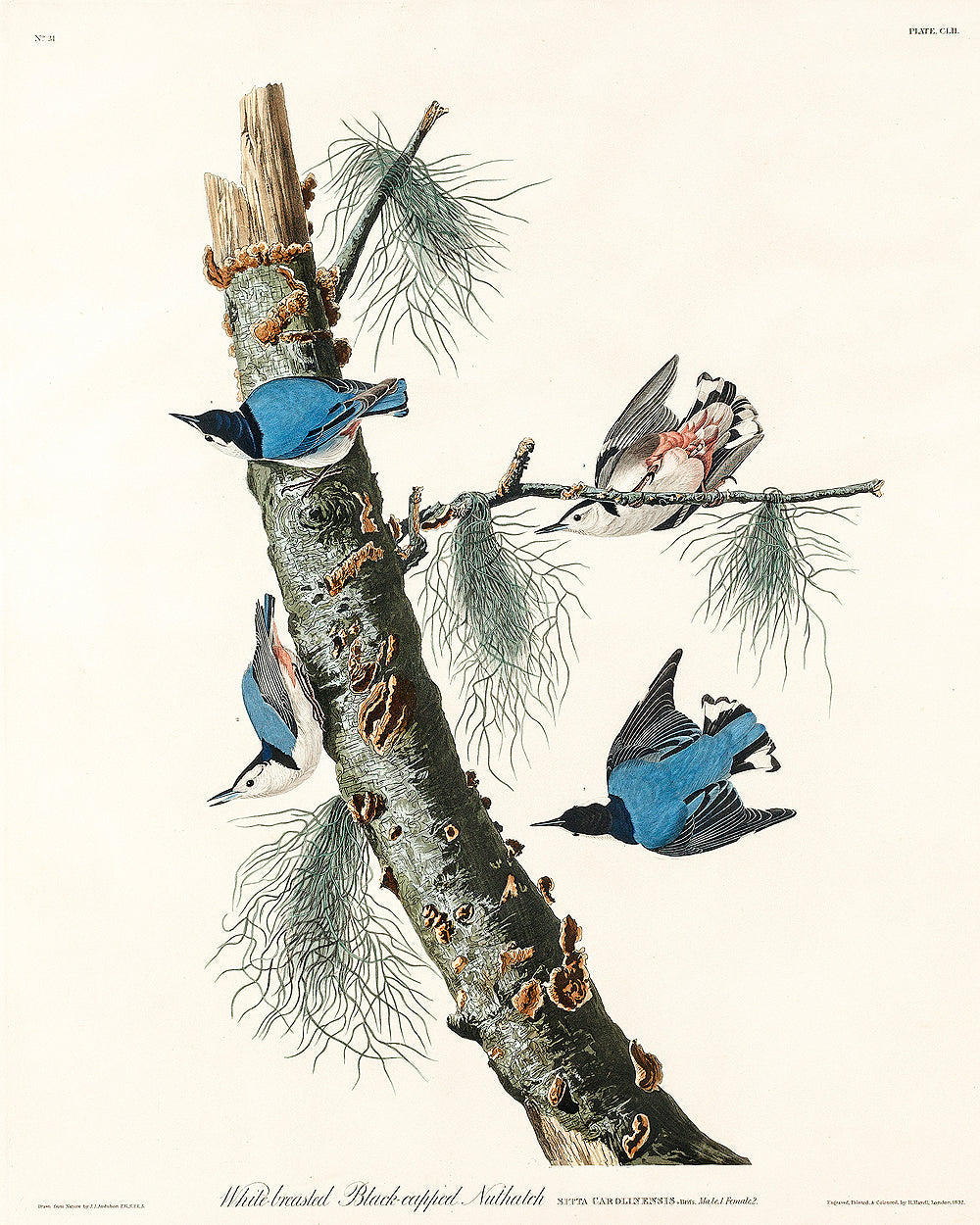 White-breasted Black-capped Nuthatch by John J. Audubon