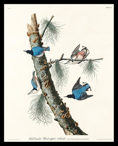 White-breasted Black-capped Nuthatch by John J. Audubon