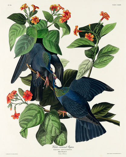 A framed print of white-crowned pigeons among green leaves and red flowers, following the portrait orientation.