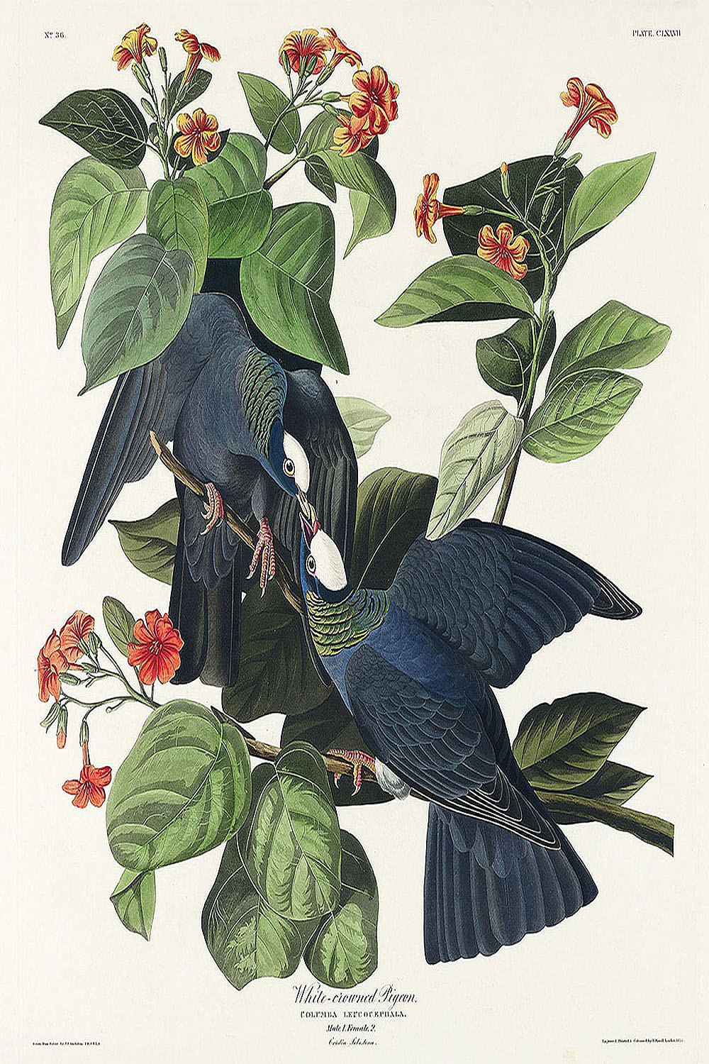 White-crowned Pigeon from Birds of America (1827) by John James Audubon