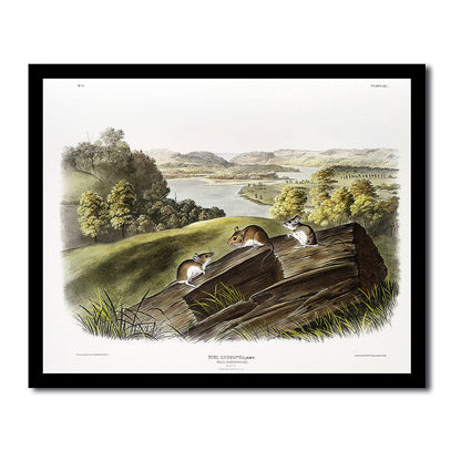 Wolverine by John J. Audubon